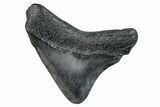 Posterior Juvenile Megalodon Tooth - South Carolina #277341-1